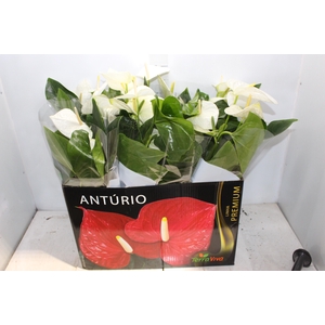 ANTHURIUM ALASKA P17 PREMIUM