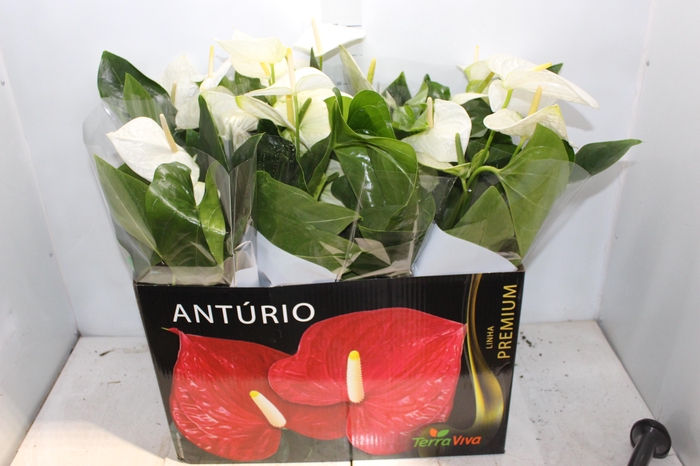 ANTHURIUM ALASKA P17 PREMIUM