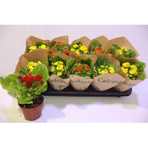 arr8 Calc X Herbeohybrida