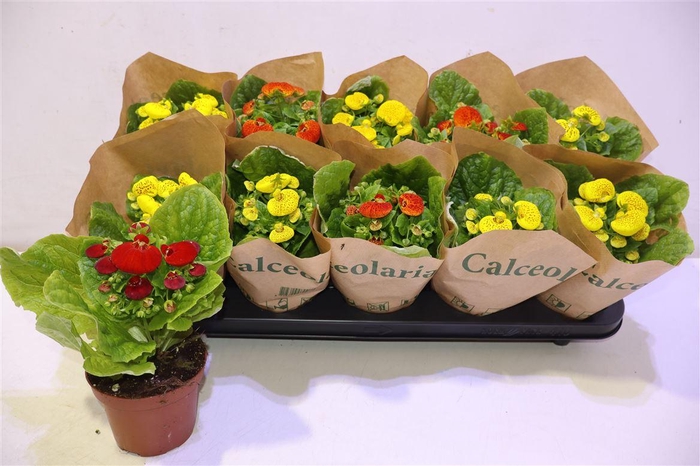 <h4>arr8 Calc X Herbeohybrida</h4>