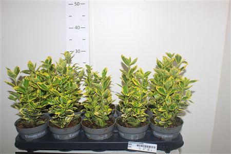 <h4>Euonymus Ja Marieke</h4>