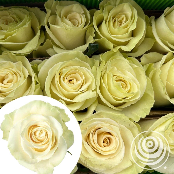 <h4>R Eq Mondial By Box</h4>