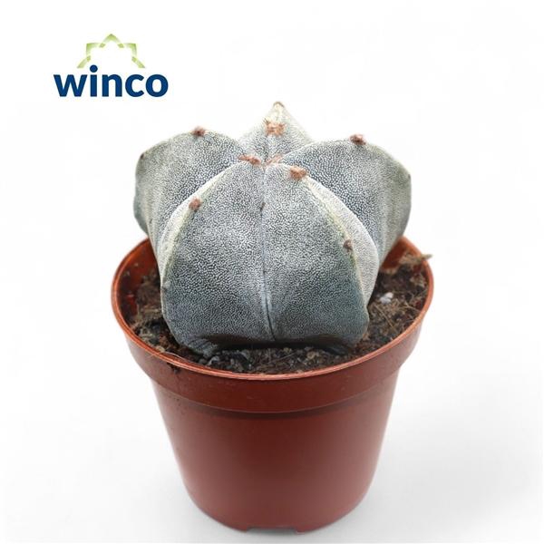 <h4>Astrophytum myriostigma</h4>