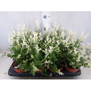 Euonymus fortunei 'Harlequin'
