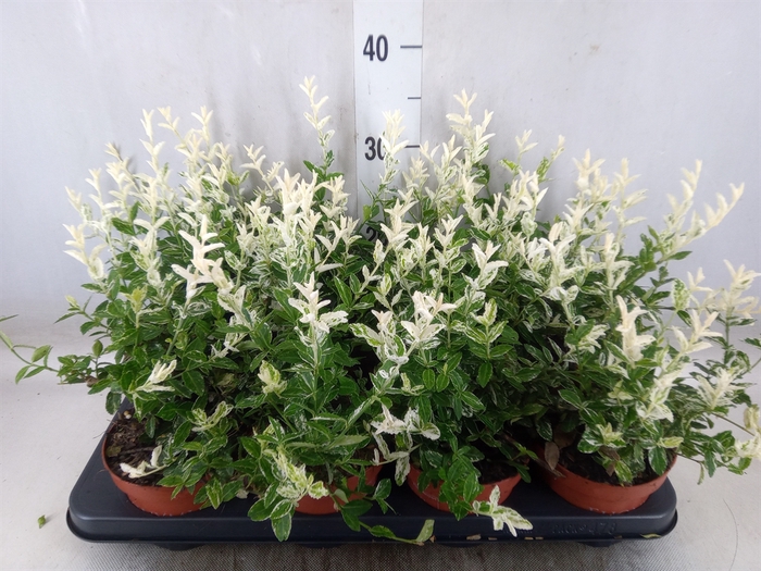 <h4>Euonymus fortunei 'Harlequin'</h4>