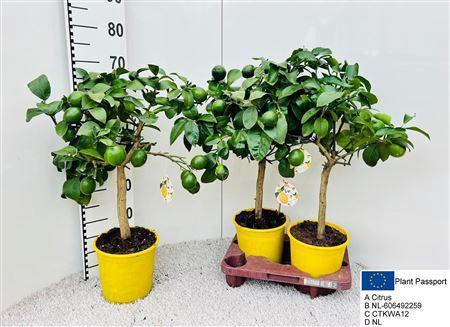 <h4>Citr Limon 3-5++</h4>