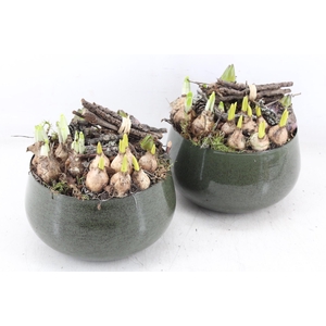 arr4 Bollenmix MB - Zink bolpot groen 285/6