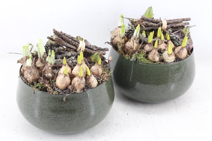 <h4>arr4 Bollenmix MB - Zink bolpot groen 285/6</h4>