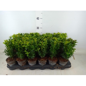 Buxus semp.   ...