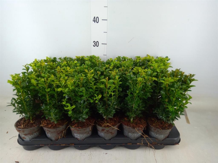 <h4>Buxus semp.   ...</h4>