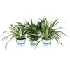 CHLOROPHYTUM MIX P12