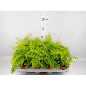 Adiantum raddi. 'Fragrans'