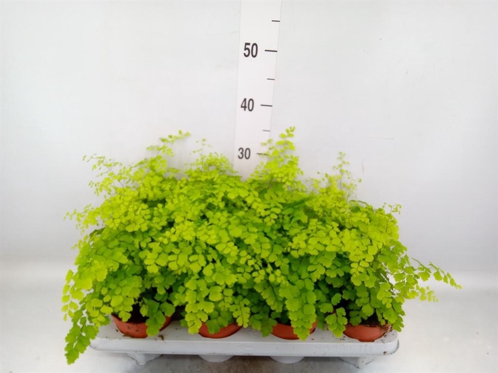 <h4>Adiantum raddi. 'Fragrans'</h4>