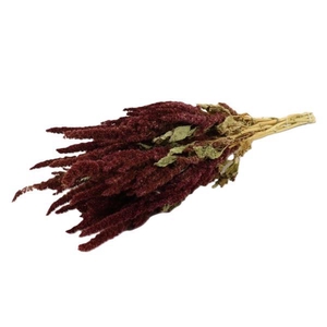 Bunch Amaranthus Slv 200g L50D30