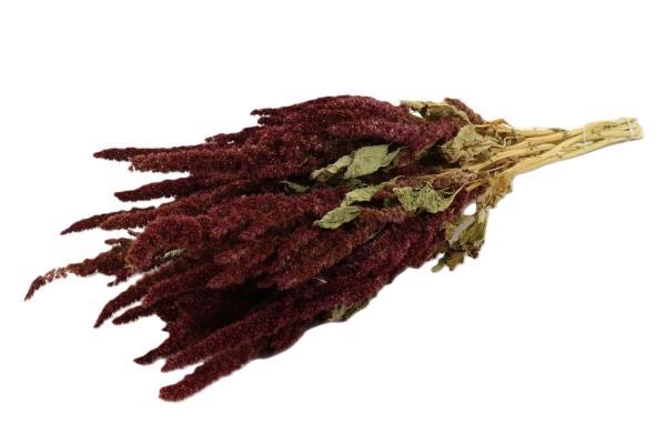 Bunch Amaranthus Slv 200g L50D30