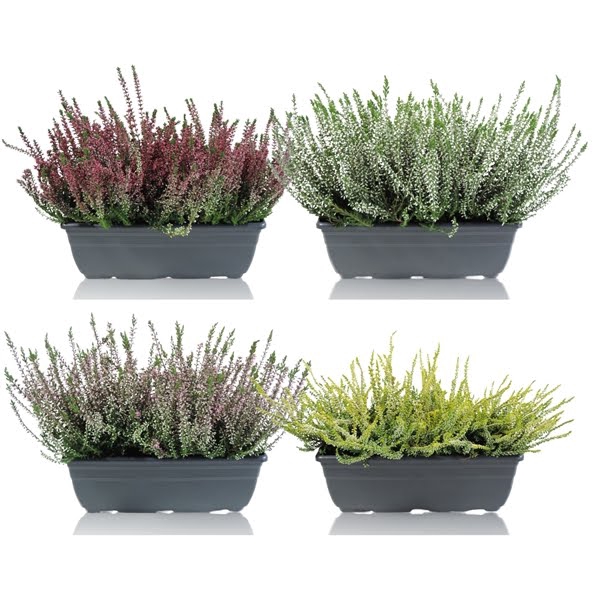 <h4>Calluna Garden Girls in Balkonbak 27 cm Gemengd</h4>