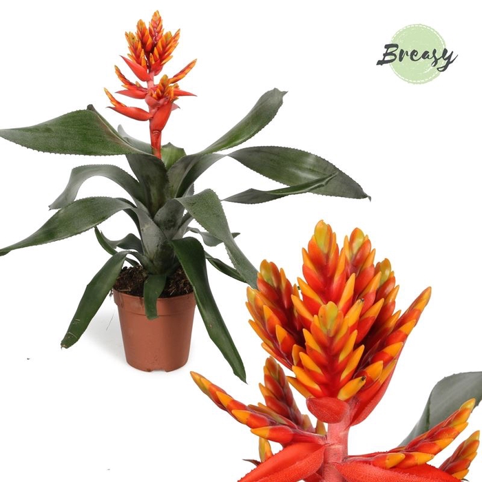 <h4>Aechmea Pepita Elegant Flames</h4>