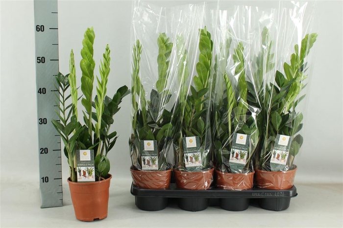 arr8 Zamio Zamiifolia