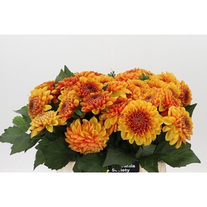 Dahlia American Sunset