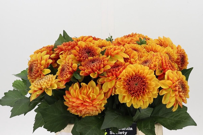 Dahlia American Sunset