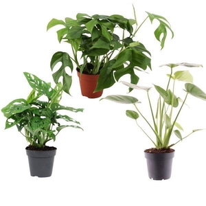 Monstera mix