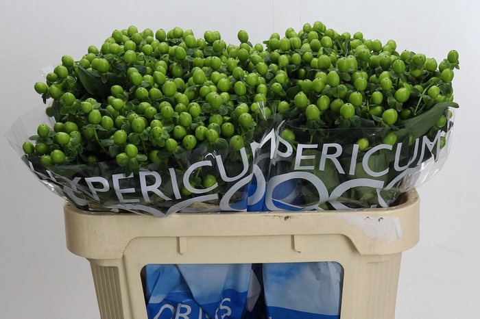 <h4>Hypericum Coco Bamboo</h4>