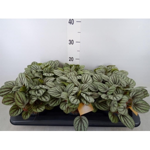 Peperomia