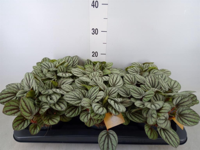 <h4>Peperomia</h4>