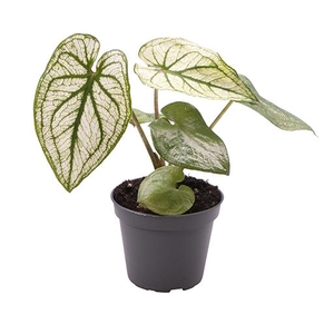 CALADIUM BICOLOR-HYBRID P6 PLIAGE