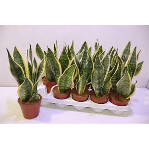 arr8 Sansev Futura Superb