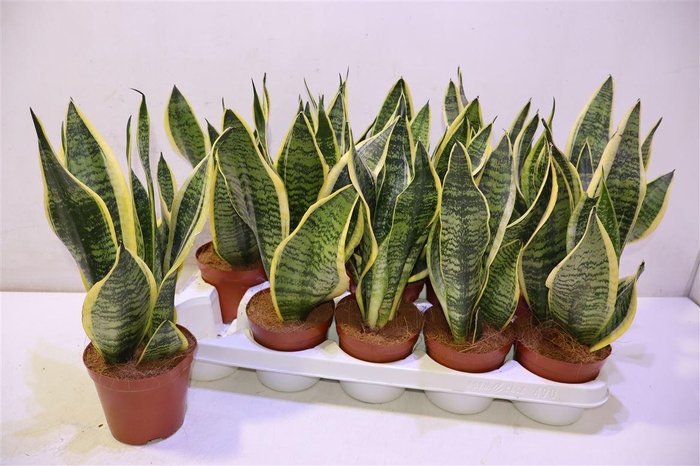 <h4>arr8 Sansev Futura Superb</h4>