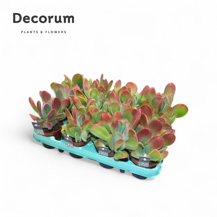 <h4>Kalanchoe Oricula</h4>