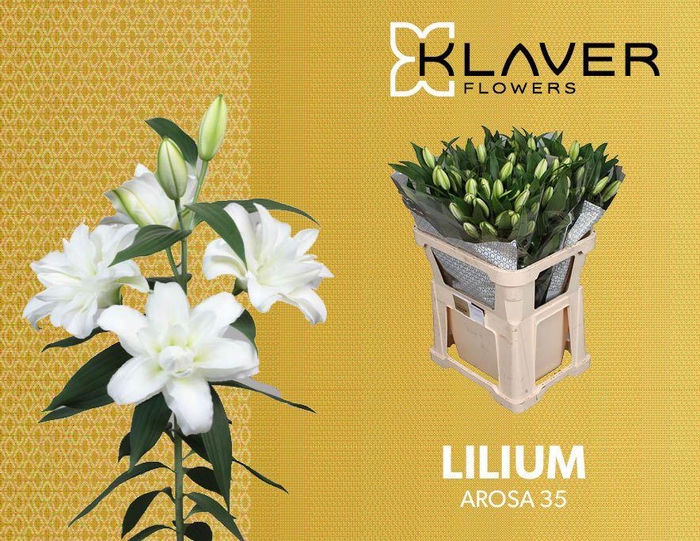 <h4>LI OR DU AROSA</h4>