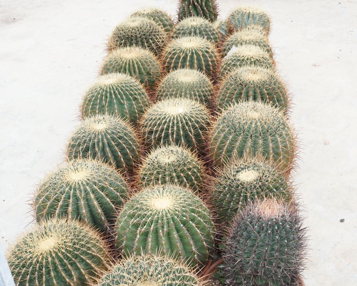 <h4>Cactus</h4>