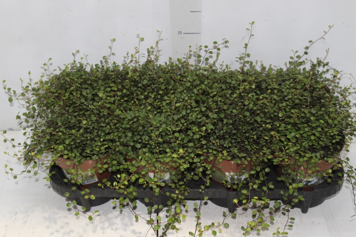 <h4>MUEHLENBECKIA ANGEL VINE P14</h4>