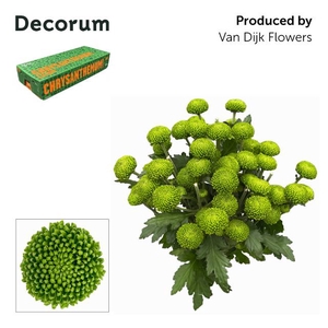 Chrys sp deligreen