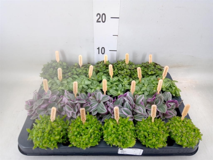 <h4>Planten  ..mix</h4>