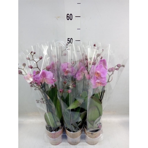 Phalaenopsis multi.   ...lilac