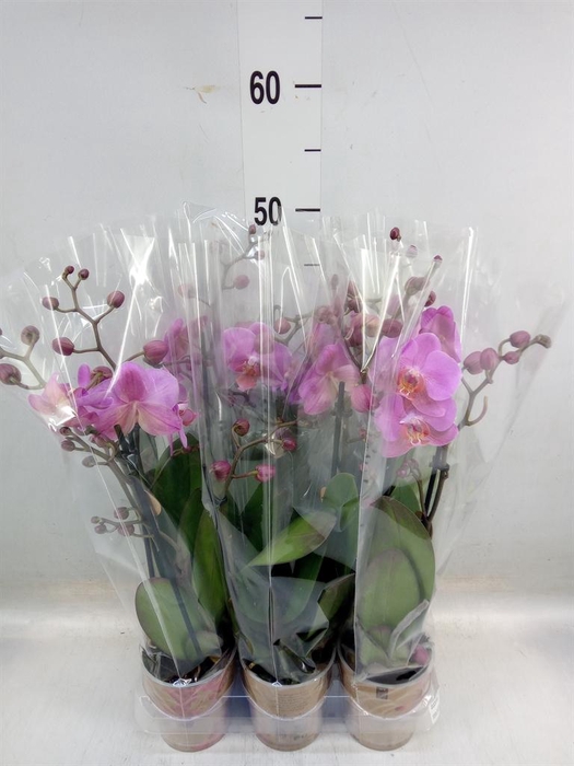 <h4>Phalaenopsis multi.   ...lilac</h4>