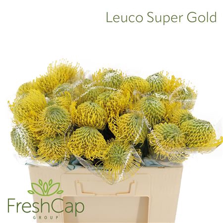 <h4>Leuco Super Gold</h4>