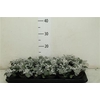 Senecio Maritima P9
