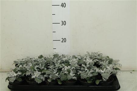 Senecio Maritima P9