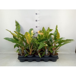 Philodendron  'Ring of Fire'