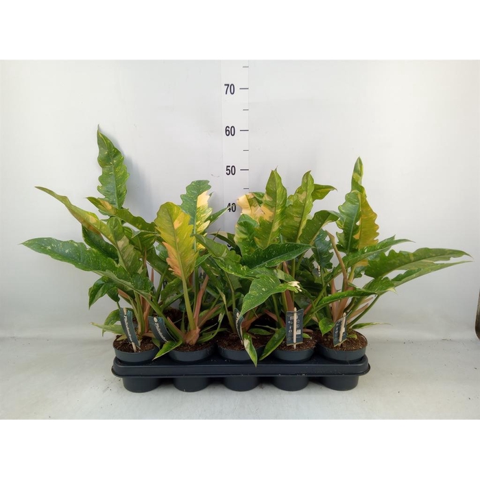 <h4>Philodendron 'Ring of Fire'</h4>