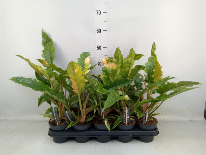 <h4>Philodendron  'Ring of Fire'</h4>