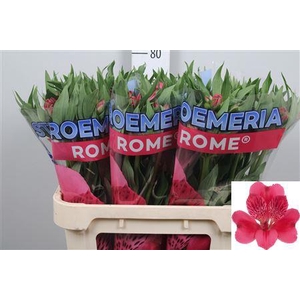 Alstr Rome