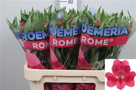 <h4>Alstr Rome</h4>