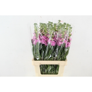MATTHIOLA IRON PINK