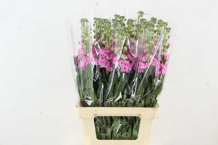 <h4>MATTHIOLA IRON PINK</h4>
