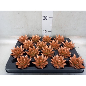 Echeveria  'Miranda'